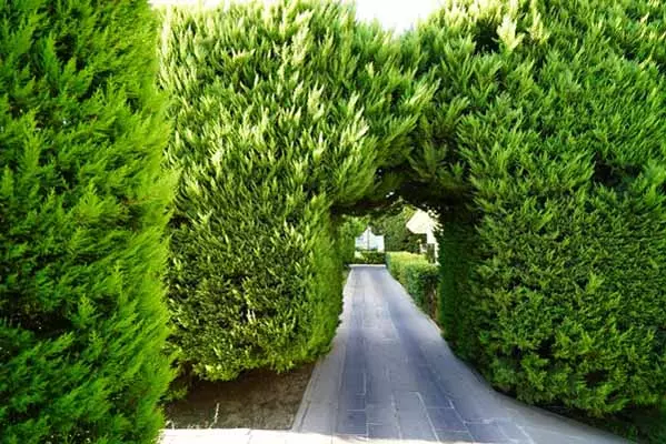 هتل پالم وینگز بیچ دیدیم هتل پالم وینگز بیچ دیدیم
